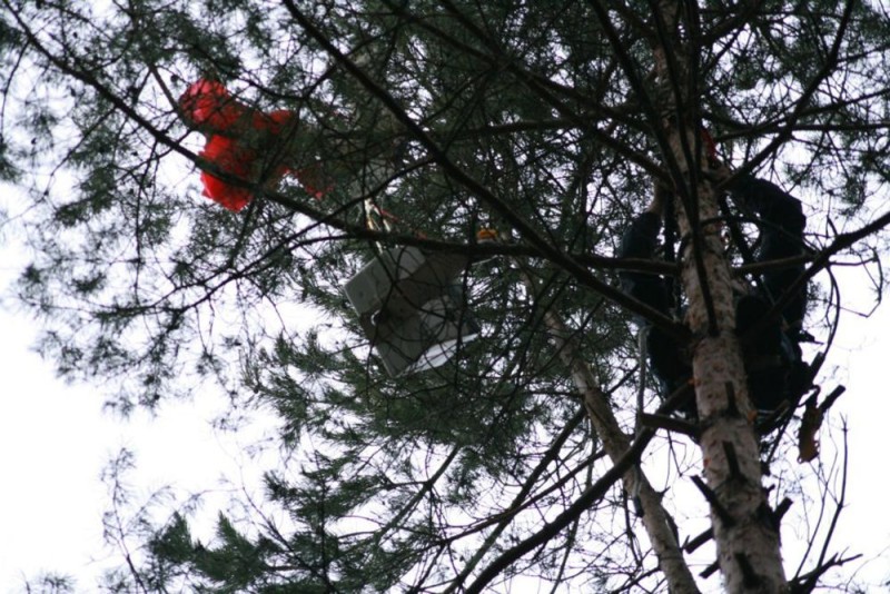 Zwei Personen arbeiten in einer Hebebühne an einem hohen Baum. Sie tragen Sicherheitsausrüstung.